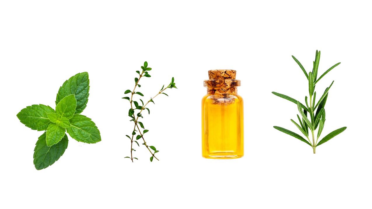 huiles essentielles de menthe, cannelle et eucalyptus